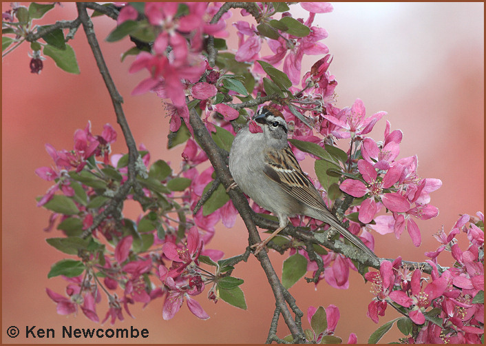Chipping Sparrow